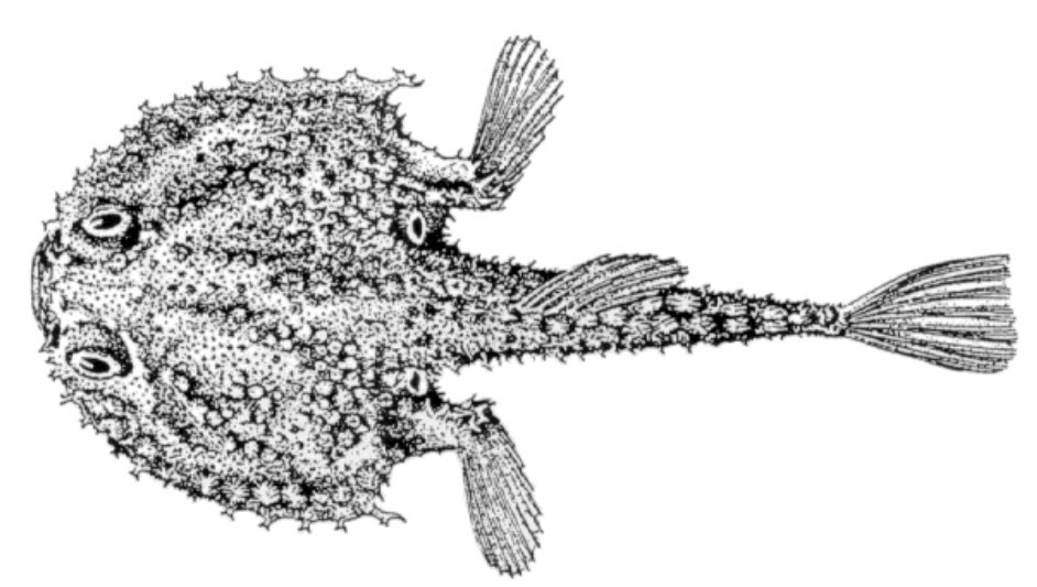 Dibranchus atlanticus_01.jpg